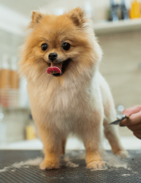 pet groomers near me animal-grooming