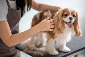 grooming