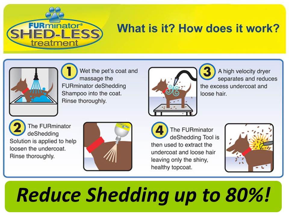 pet grooming services process infographic