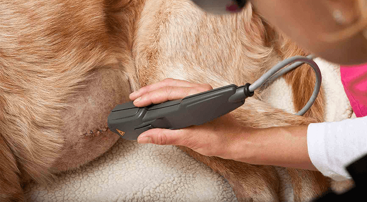 Pet Getting Laser Therapy