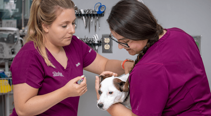 pet getting vaccines